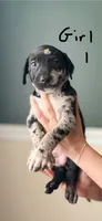 Female 1, a female Catahoula Leopard Dog and German Shorthaired Pointer for sale in Manteca, CA – 3 of 3