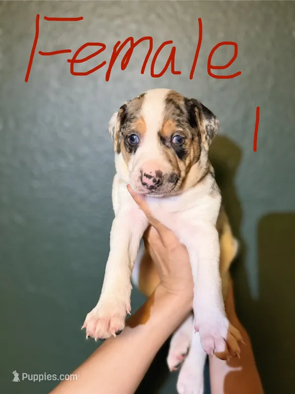 Female 1 – Catahoula Leopard Dog puppy for sale in Manteca, CA