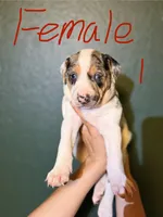 Female 1, a female Catahoula Leopard Dog for sale in Manteca, CA – 1 of 4