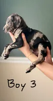 Male 3 , a male Catahoula Leopard Dog and German Shorthaired Pointer for sale in Manteca, CA – 3 of 3