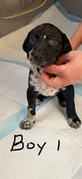 Male 1, a male Catahoula Leopard Dog and German Shorthaired Pointer for sale in Manteca, CA – 2 of 3