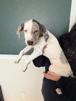 Female 1, a female Catahoula Leopard Dog for sale in Manteca, CA – 1 of 2