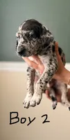 Male 2 , a male Catahoula Leopard Dog and German Shorthaired Pointer for sale in Manteca, CA – 1 of 3