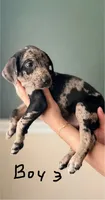 Male 3 , a male Catahoula Leopard Dog and German Shorthaired Pointer for sale in Manteca, CA – 2 of 3