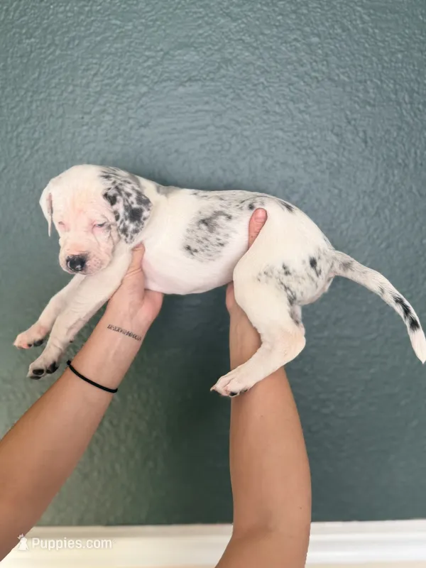 Female 2 – Catahoula Leopard Dog puppy for sale in Manteca, CA
