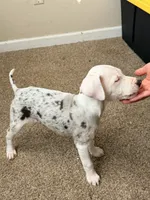 Female 2, a female Catahoula Leopard Dog for sale in Manteca, CA – 2 of 2