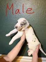 Male 1, a male Catahoula Leopard Dog for sale in Manteca, CA – 3 of 4