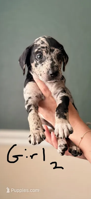 Female 2 – Catahoula Leopard Dog, German Shorthaired Pointer puppy for sale in Manteca, CA