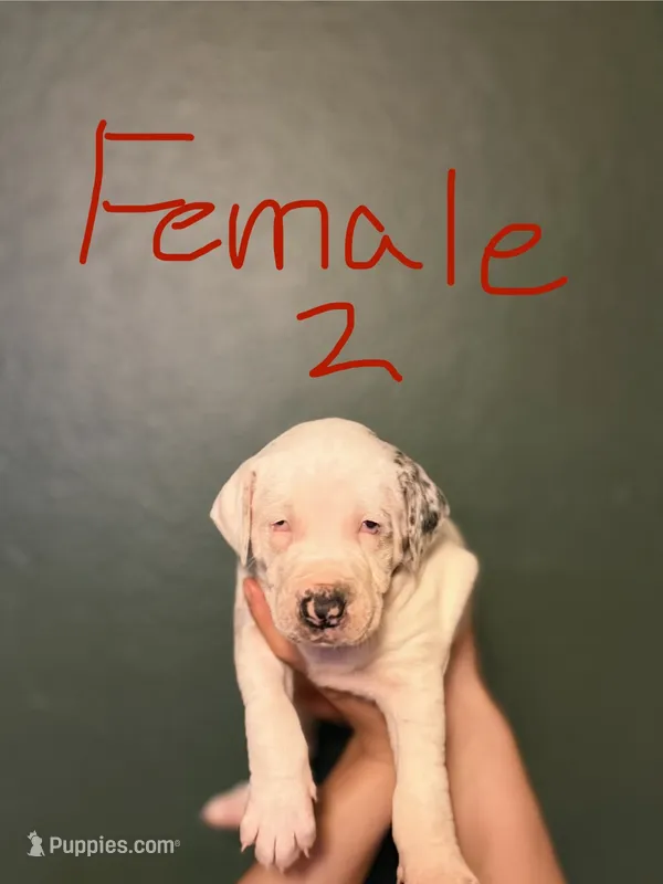 Female 2 – Catahoula Leopard Dog puppy for sale in Manteca, CA