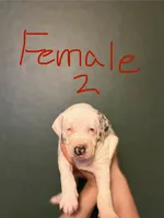 Female 2, a female Catahoula Leopard Dog for sale in Manteca, CA – 1 of 4