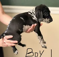 Male 1, a male Catahoula Leopard Dog and German Shorthaired Pointer for sale in Manteca, CA – 3 of 3
