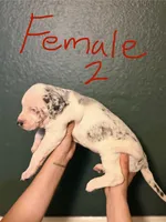 Female 2, a female Catahoula Leopard Dog for sale in Manteca, CA – 2 of 4