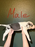 Male 1, a male Catahoula Leopard Dog for sale in Manteca, CA – 4 of 4
