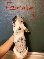 Female 3, a female Catahoula Leopard Dog for sale in Manteca, CA – 4 of 4