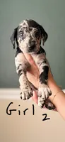 Female 2, a female Catahoula Leopard Dog and German Shorthaired Pointer for sale in Manteca, CA – 2 of 3