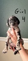 Female 4, a female Catahoula Leopard Dog and German Shorthaired Pointer for sale in Manteca, CA – 1 of 3