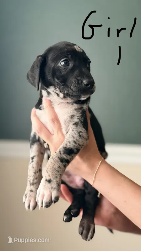 Female 1 – Catahoula Leopard Dog, German Shorthaired Pointer puppy for sale in Manteca, CA