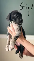 Female 1, a female Catahoula Leopard Dog and German Shorthaired Pointer for sale in Manteca, CA – 1 of 3