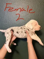 Female 2, a female Catahoula Leopard Dog for sale in Manteca, CA – 3 of 4