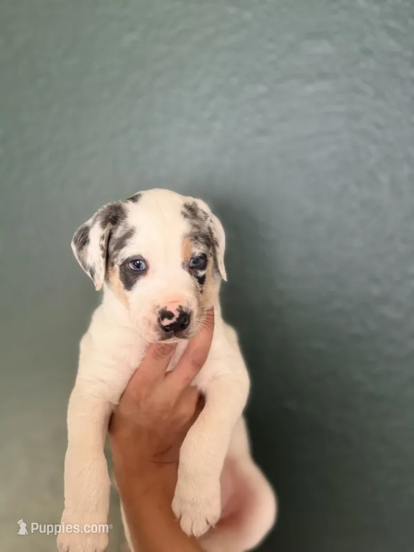 Male 1 – Catahoula Leopard Dog puppy for sale in Manteca, CA