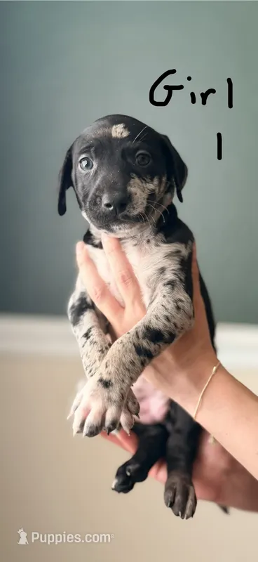 Female 1 – Catahoula Leopard Dog, German Shorthaired Pointer puppy for sale in Manteca, CA