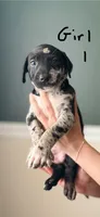 Female 1, a female Catahoula Leopard Dog and German Shorthaired Pointer for sale in Manteca, CA – 1 of 3