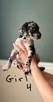 Female 4, a female Catahoula Leopard Dog and German Shorthaired Pointer for sale in Manteca, CA – 3 of 3