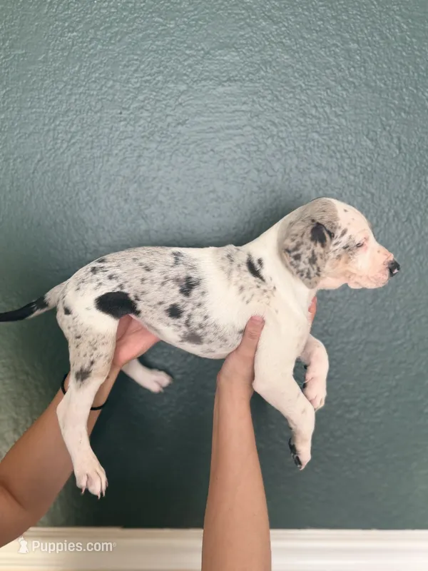 Female 3 – Catahoula Leopard Dog puppy for sale in Manteca, CA