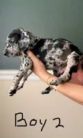 Male 2 , a male Catahoula Leopard Dog and German Shorthaired Pointer for sale in Manteca, CA – 2 of 3