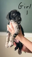 Female 1, a female Catahoula Leopard Dog and German Shorthaired Pointer for sale in Manteca, CA – 2 of 3