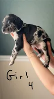 Female 4, a female Catahoula Leopard Dog and German Shorthaired Pointer for sale in Manteca, CA – 2 of 3