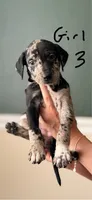 Female 3, a female Catahoula Leopard Dog and German Shorthaired Pointer for sale in Manteca, CA – 2 of 3