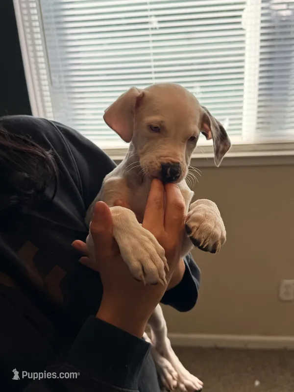 Female 2 – Catahoula Leopard Dog puppy for sale in Manteca, CA