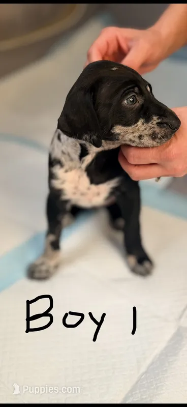 Male 1 – Catahoula Leopard Dog, German Shorthaired Pointer puppy for sale in Manteca, CA