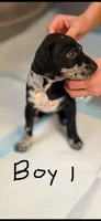 Male 1, a male Catahoula Leopard Dog and German Shorthaired Pointer for sale in Manteca, CA – 1 of 3