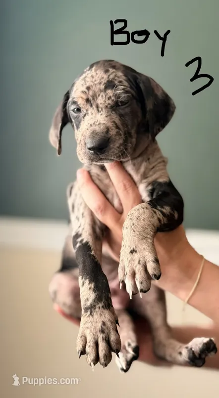 Male 3  – Catahoula Leopard Dog, German Shorthaired Pointer puppy for sale in Manteca, CA