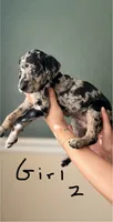 Female 2, a female Catahoula Leopard Dog and German Shorthaired Pointer for sale in Manteca, CA – 3 of 3