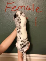 Female 1, a female Catahoula Leopard Dog for sale in Manteca, CA – 2 of 4
