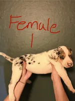 Female 1, a female Catahoula Leopard Dog for sale in Manteca, CA – 4 of 4