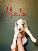 Male 1, a male Catahoula Leopard Dog for sale in Manteca, CA – 2 of 4