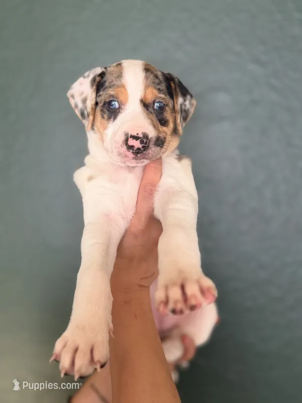 Female 1 – Catahoula Leopard Dog puppy for sale in Manteca, CA