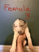 Female 3, a female Catahoula Leopard Dog for sale in Manteca, CA – 1 of 4