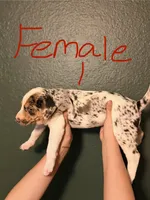 Female 1, a female Catahoula Leopard Dog for sale in Manteca, CA – 3 of 4