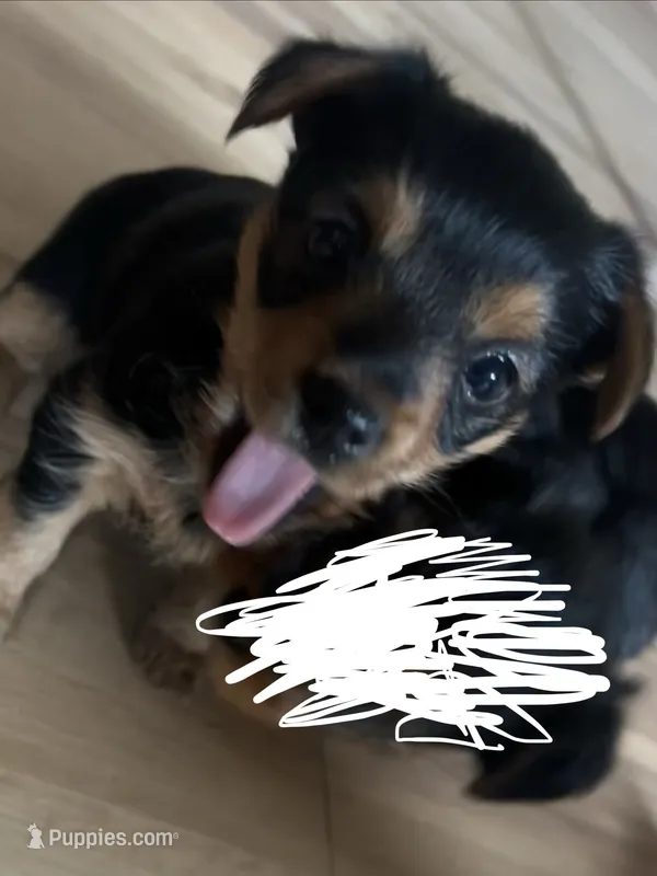 No name – Yorkshire Terrier puppy for sale in Northampton, PA