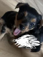 No name, a female Yorkshire Terrier for sale in Northampton, PA – 1 of 1