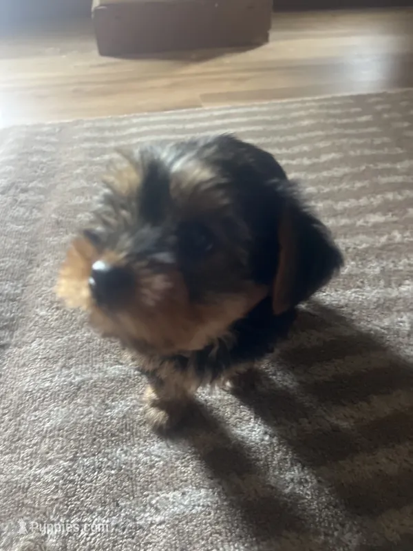 No name – Yorkshire Terrier puppy for sale in Northampton, PA