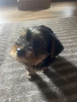 No name, a female Yorkshire Terrier for sale in Northampton, PA – 2 of 2