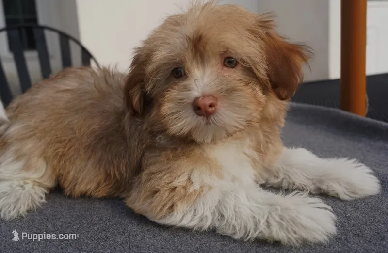 AKC Female 2 – Havanese puppy for sale in Wilson, NY