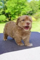 AKC Male 2, a male Havanese for sale in Wilson, NY – 4 of 7