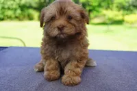 AKC Female 2, a female Havanese for sale in Wilson, NY – 6 of 8